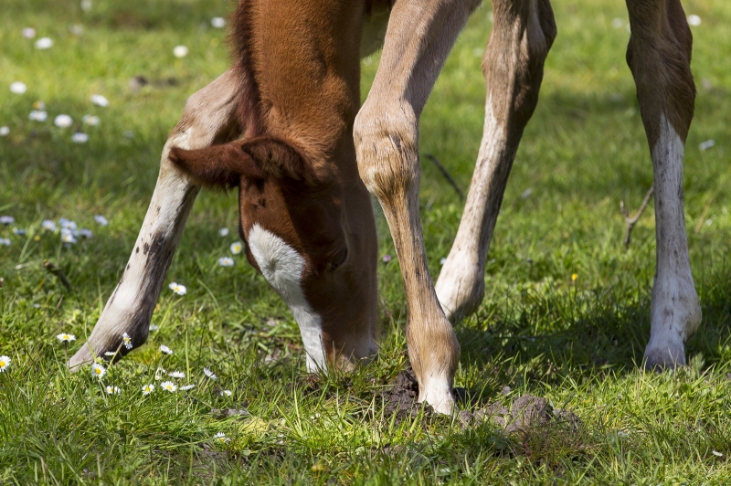 Equine reproduction: collection centres throughout France