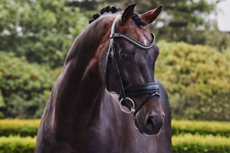 L'étalon de dressage Franklin chez Patrik Kittel !