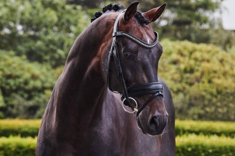 The dressage stallion Franklin at Patrik Kittel!