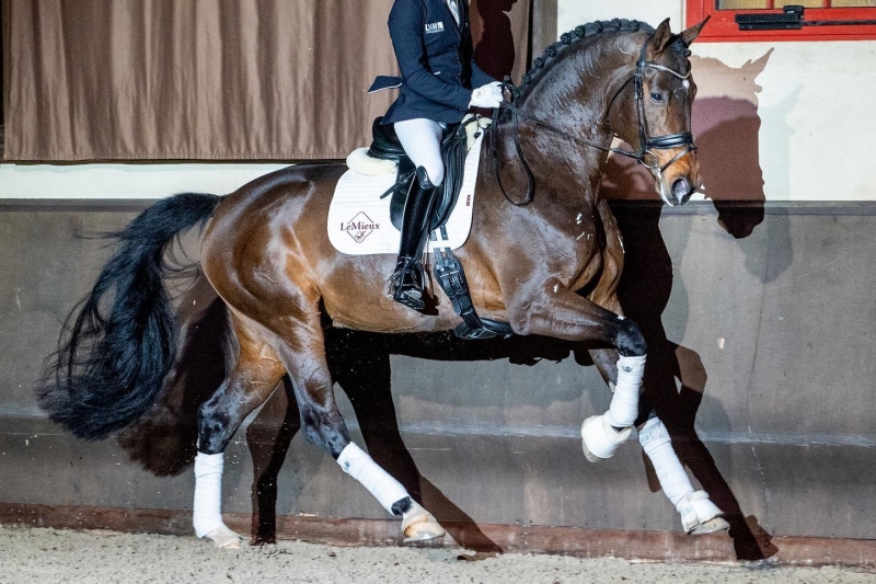 Les étalons de dressage du Haras de Malleret chez la cavalière allemande Helen Langehanenberg