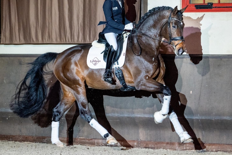 Haras de Malleret's dressage stallions at German rider Helen Langehanenberg