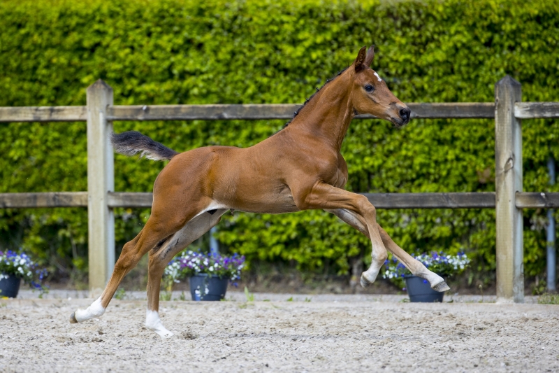 Horse breeding: genetic diseases