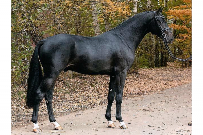 Diarado, best Eventing stallion in the world according to the WBFSH 2022 ranking!