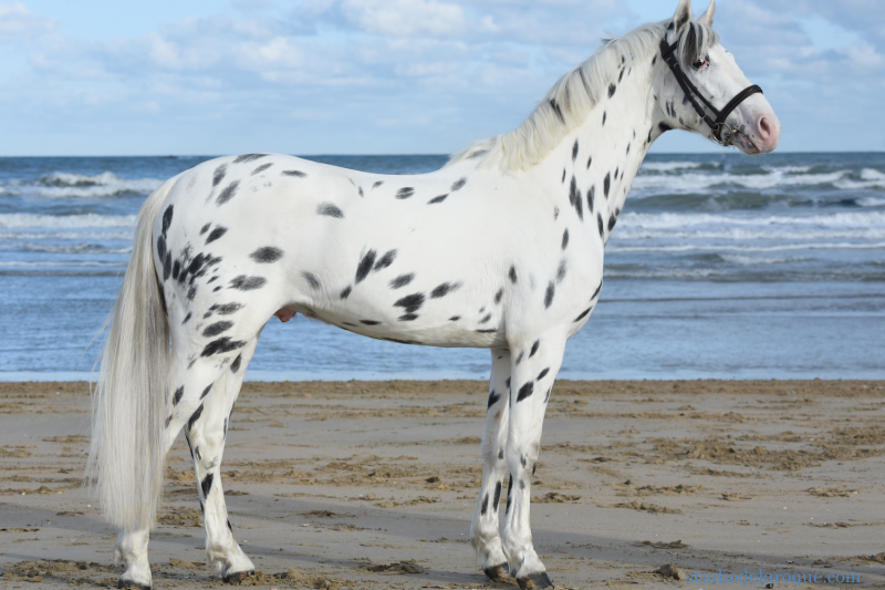 Choose the colored sports stallions with Colored Stallions!