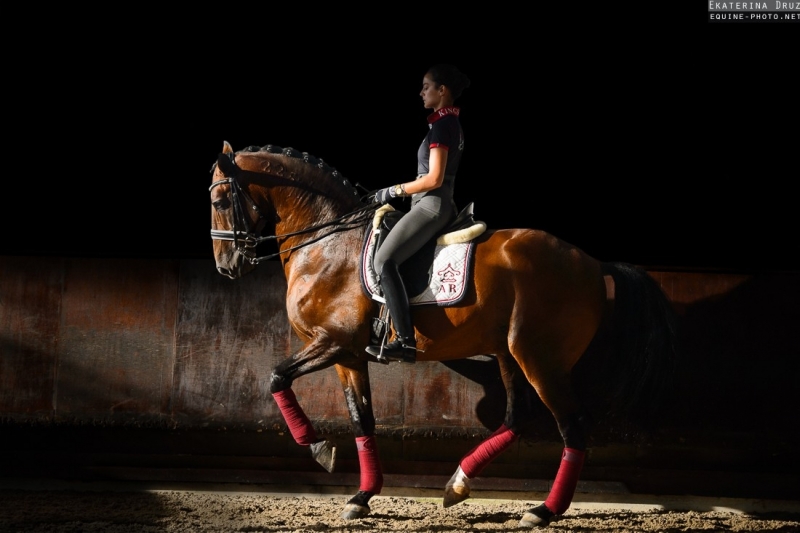 Le Cheval Lusitanien : histoire, polyvalence et performances.