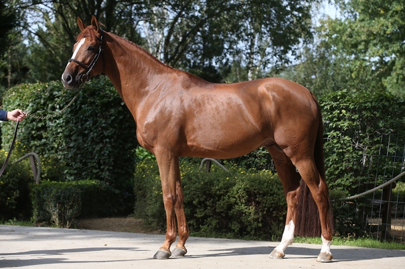 Showjumping stallion Candy de Nantuel, sire of winners!