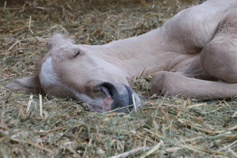 Care of the newborn foal