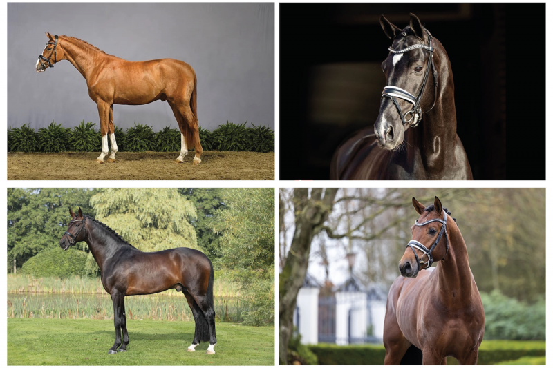 Ermelo World Young Horse Championships: dressage stallions listed on FoalR and their offspring got noticed!