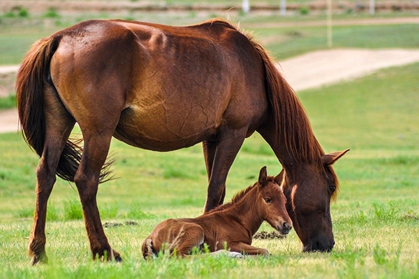 Feeding the broodmare: the basics you need to know