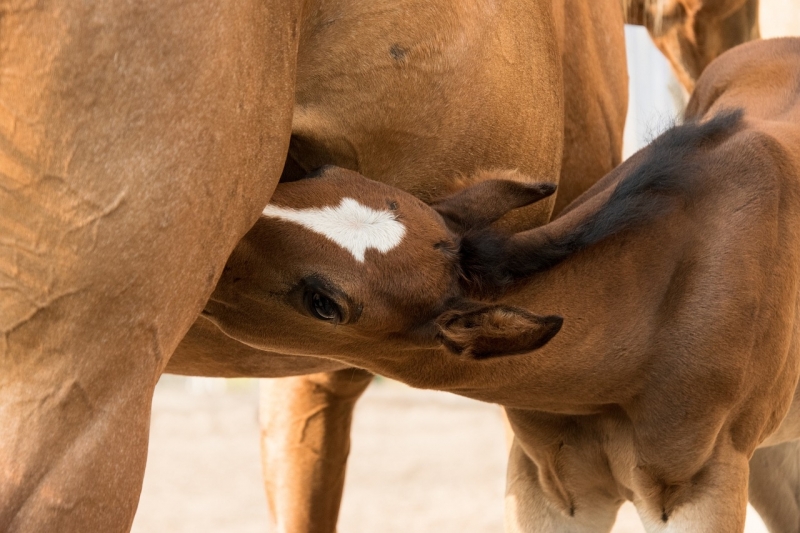 The foal's first months: managing its diet