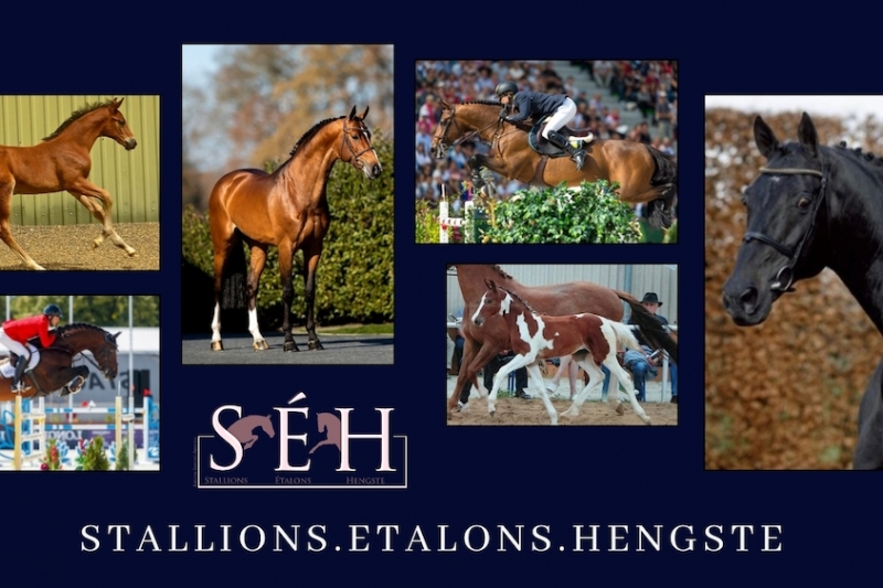 Stallion agent focus: S.E.H Equine.