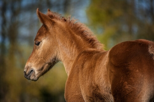 How much does it cost to get a foal?