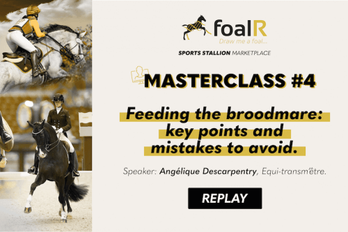 Feeding the broodmare: key points and mistakes to avoid.