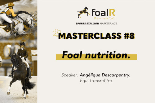 Masterclass #8: Foal nutrition.