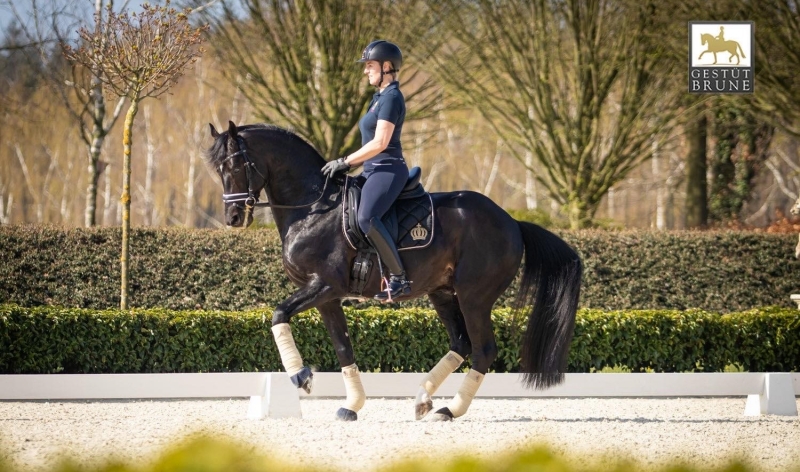 L'étalon de dressage Tolegro a quitté l'Allemagne