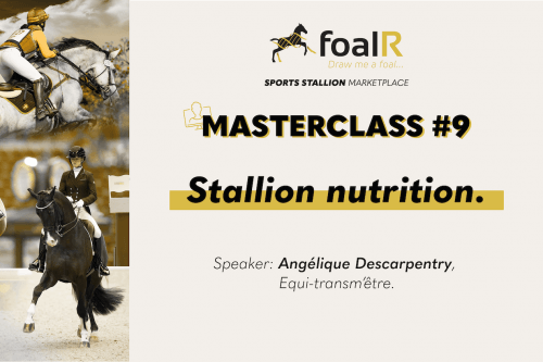 Masterclass #9: Stallion nutrition.