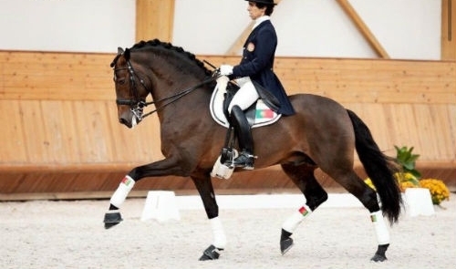 Rubi AR, l'étalon de dressage star lusitanien