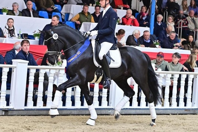 Top Price à 280 000€ lors de la vente aux enchères du Stud-Book Oldenbourg !