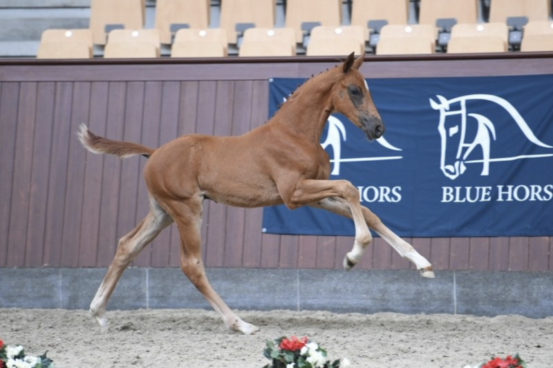 La première vente de foals de la saison du DWB s'est tenue chez Blue Hors