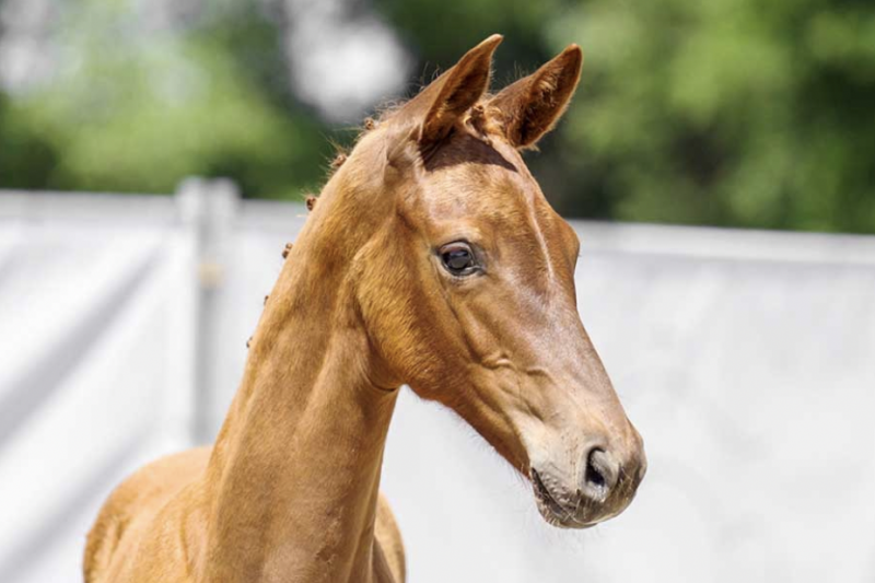 Vente aux enchères de poulains de dressage : Vamos Amigas vendue 111 000€ !