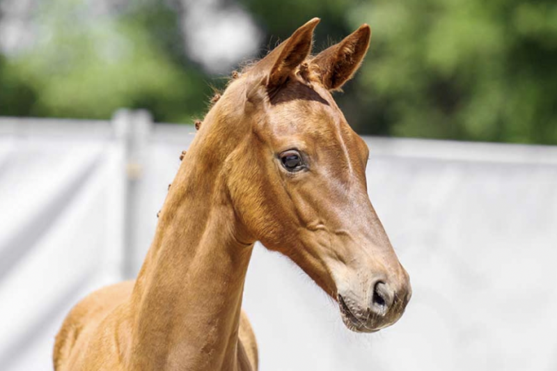 Dressage foal auction: Vamos Amigas sold for €111,000!