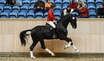 Principes d'évaluation des étalons de dressage danois (DWB - Danish WarmBlood)