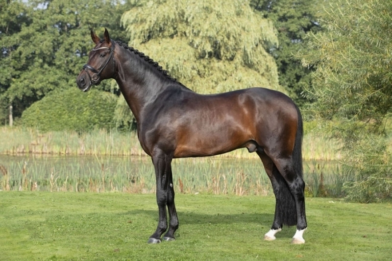 Sons and daughters of stallions listed on FoalR who will take part in the World Championships in Ermelo!