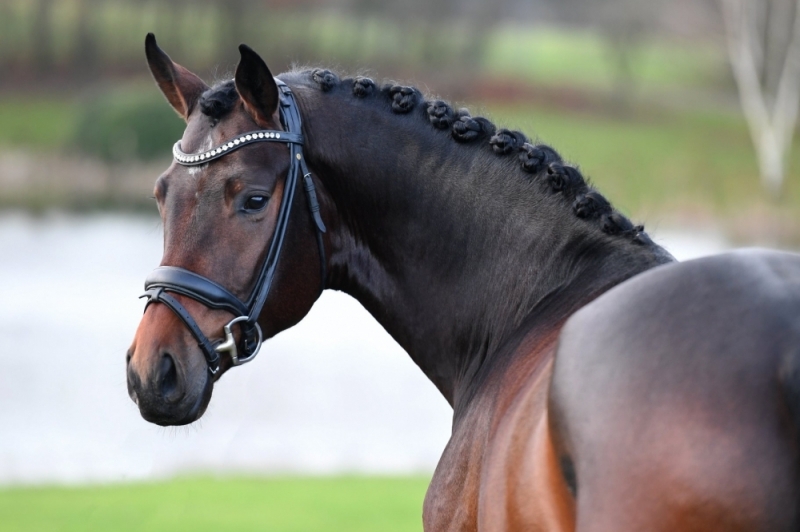 Andreas Helgstrand's stallion Rockabye S will be ridden by Patrik Kittel