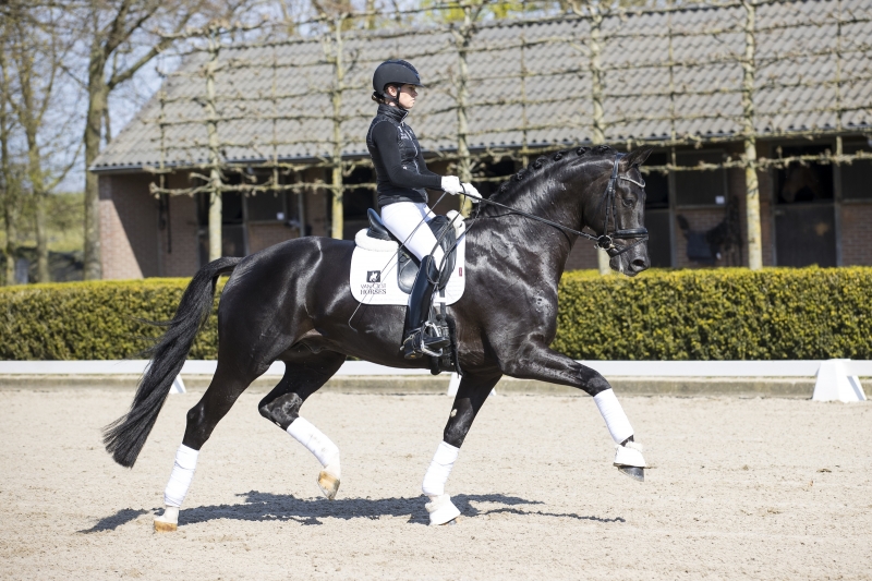 A successful weekend for the FoalR stallions at the Dressage World Championships in Ermelo!