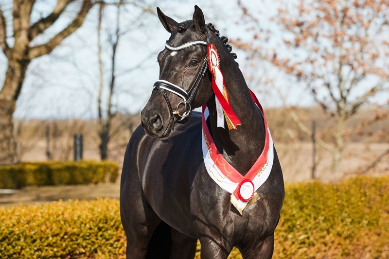 L'étalon de dressage Iron vendu !