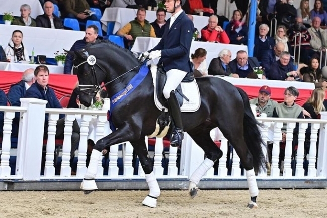 Top Price at €280,000 at the Oldenburg Stud-Book Auction!