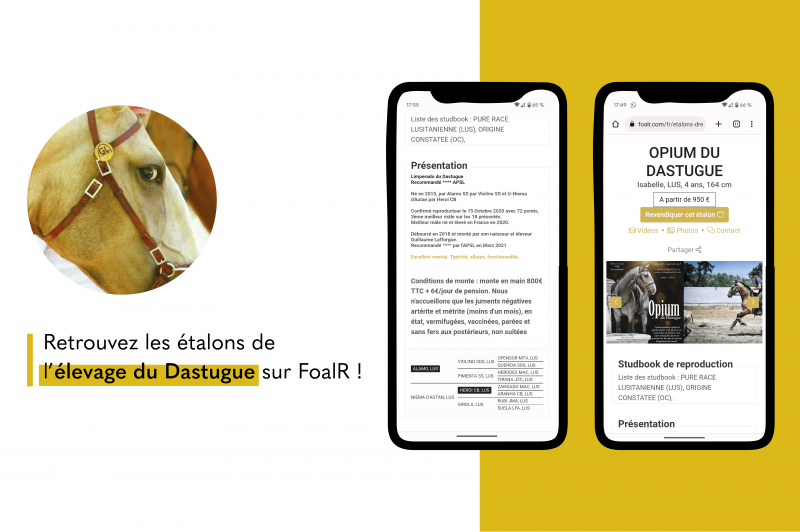 Les étalons du Dastugue sont sur FoalR !
