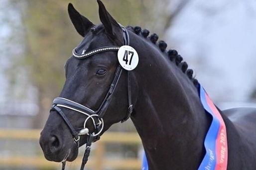 Krokant wins Oldenburg studbook approval!