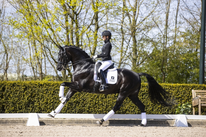 Stallion Glamourdale wins in Opglabbeek!