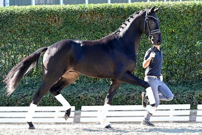 Jeunes étalons de dressage à la vente PS Online Auction : 118 000€ pour le Top Price !