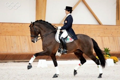 Rubi AR, the Lusitano star dressage stallion