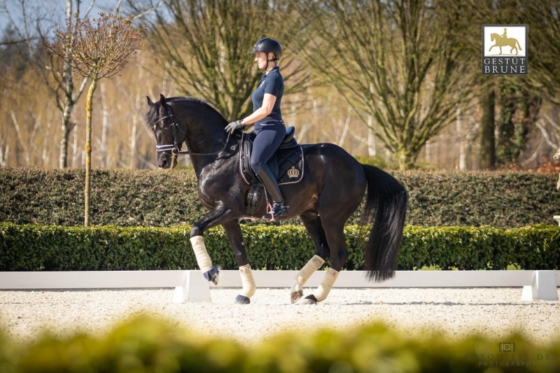 The dressage stallion Tolegro has left Germany