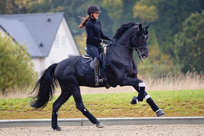 L'étalon de dressage Iron est mort.