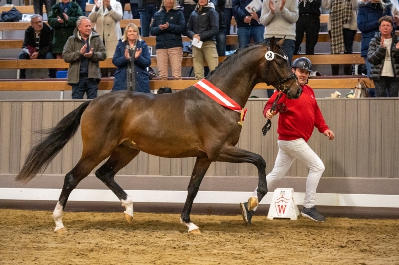 Ventes aux enchères de l'approbation du Stud-Book Westphalien : le Top Price pour Andreas Helgstrand !