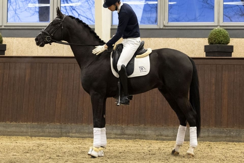 L'étalon de dressage Blue Hors Florent quitte le Danemark !