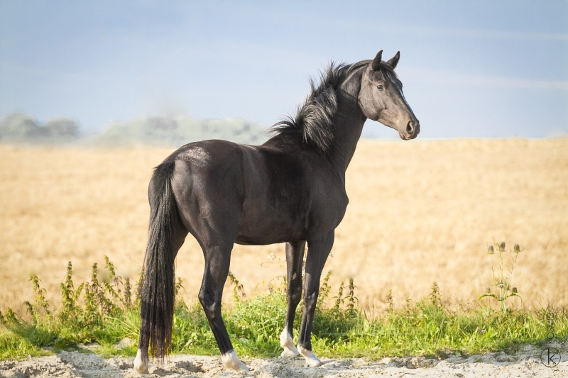 Mares' cycle: factors for reducing the period of ovarian inactivity.