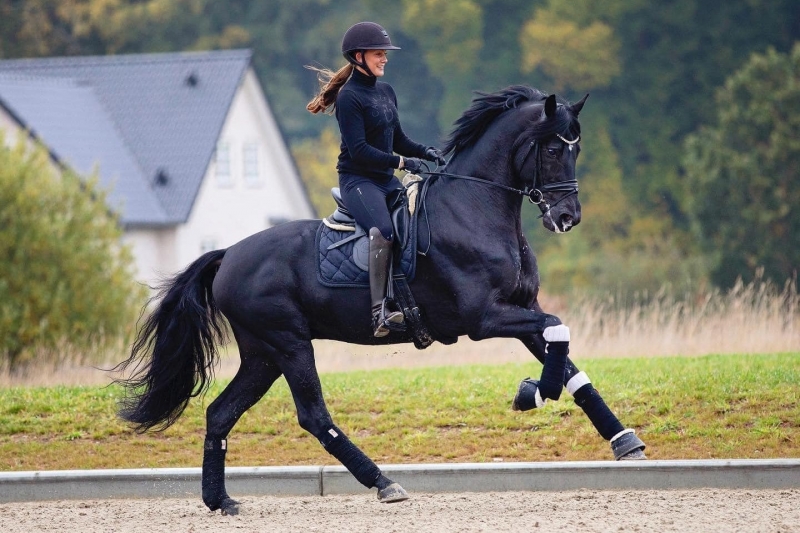 Dressage stallion Iron is dead.