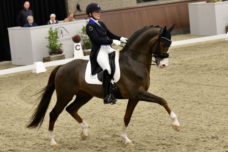 The Blue Hors stallion Don Olymbrio is back in competition!