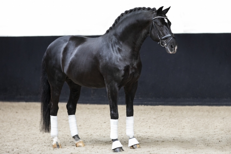 Negro, an outstanding breeding stallion