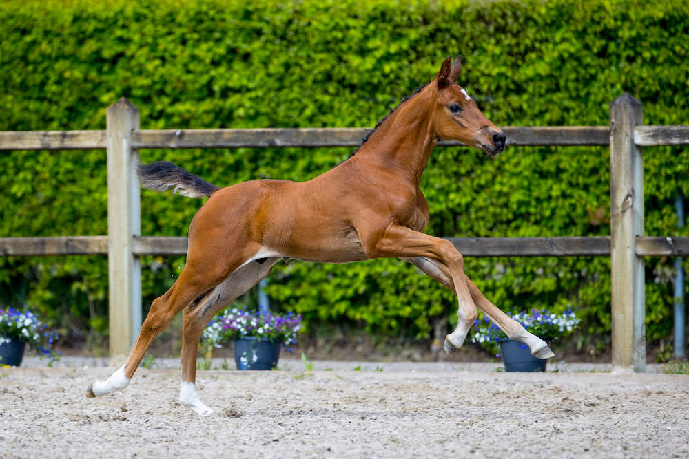 maladies génétiques chevaux