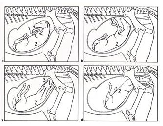 Positions of the foal at the end of gestation