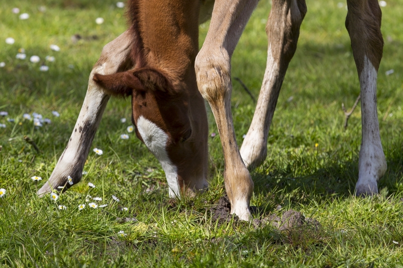 poulain FoalR