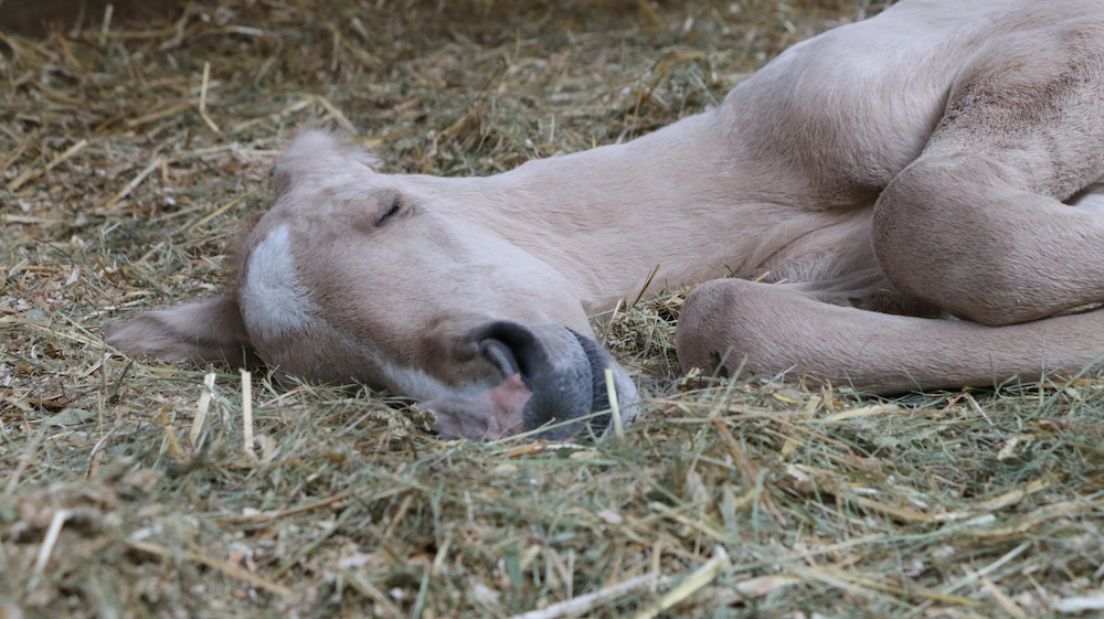 newborn foal